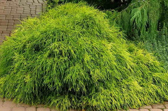 Кипарисовик горохоплодный Филифера Ауреа Нана